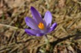 /album/fotogaleria/dsc-0040-jpg/